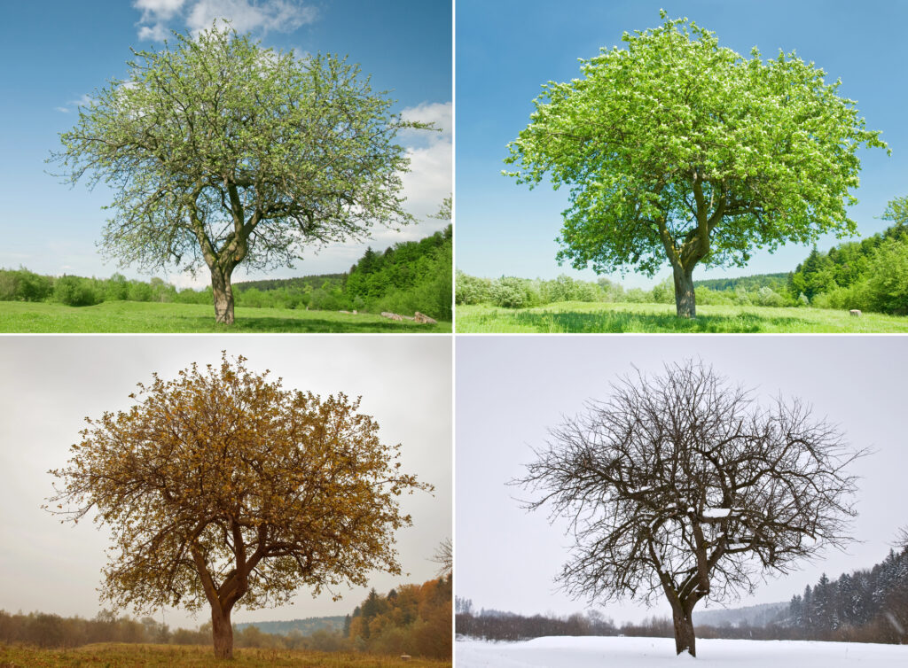 Seasonal Review