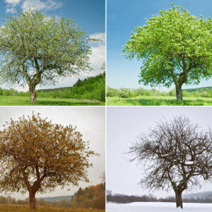 Seasonal Review