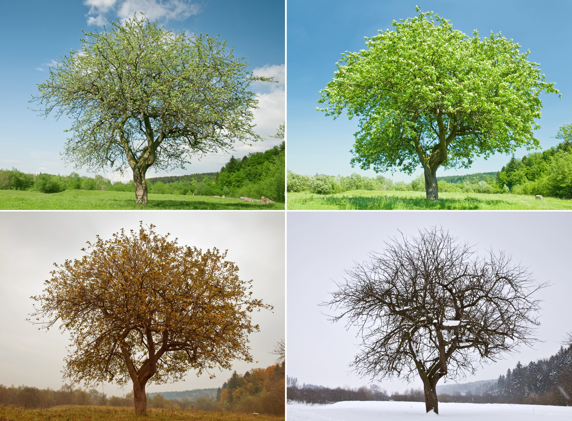 Seasonal Review